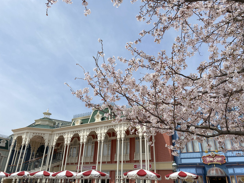 ディズニーランド＆シーの桜スポット10ヶ所まとめ！春のパークでお花見を楽しもう