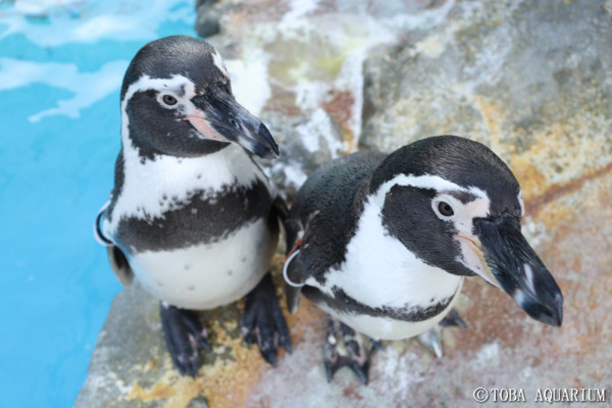 仲の良いペンギン キャステル Castel ディズニー情報