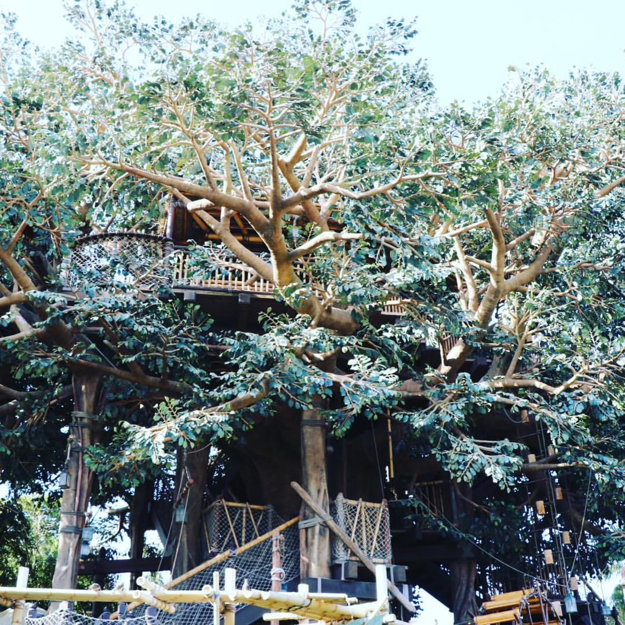 みんなのあこがれ 大きなツリーハウス キャステル Castel ディズニー情報