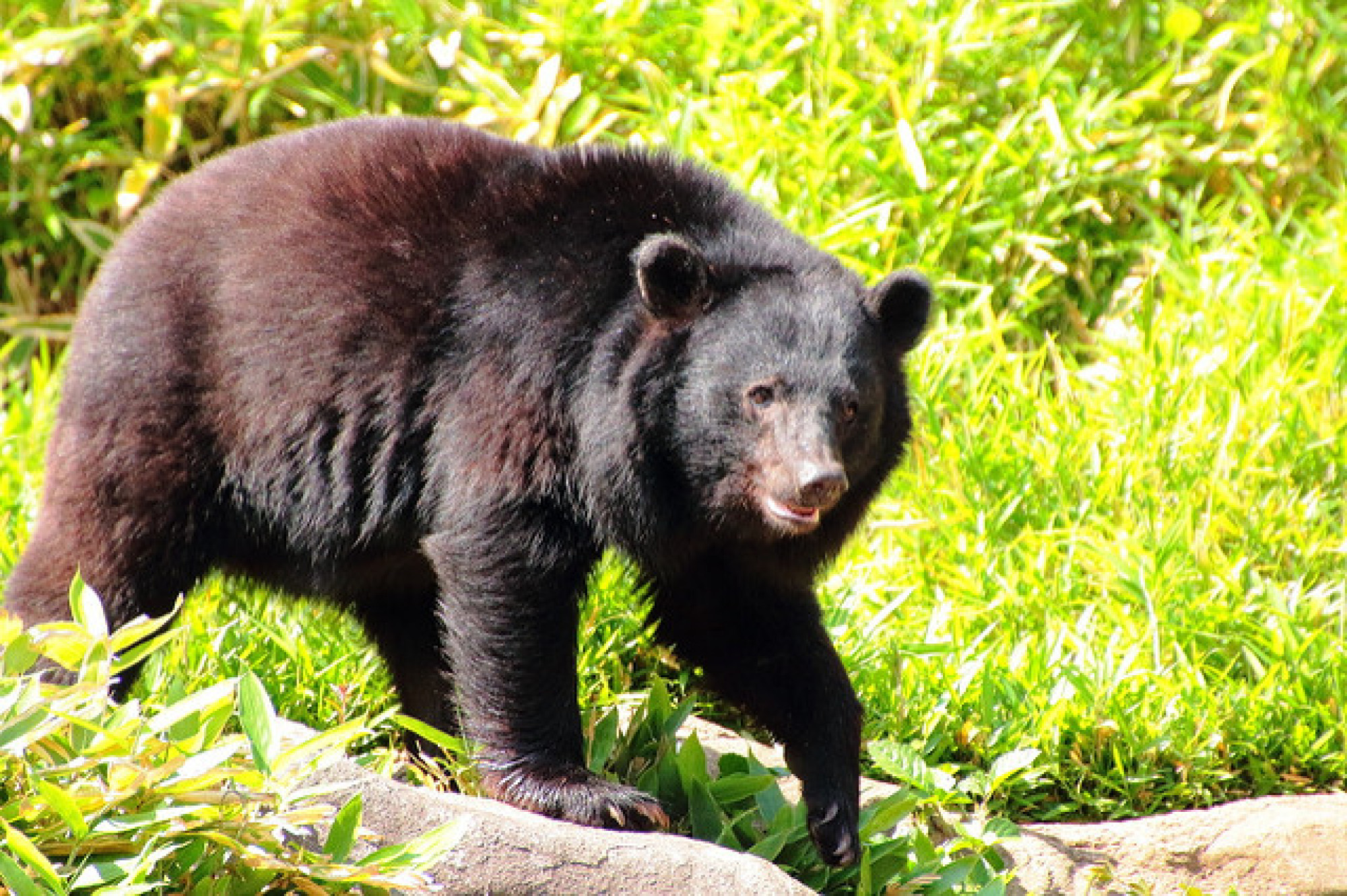 陽気なクマのバルーとの出会い キャステル Castel ディズニー情報