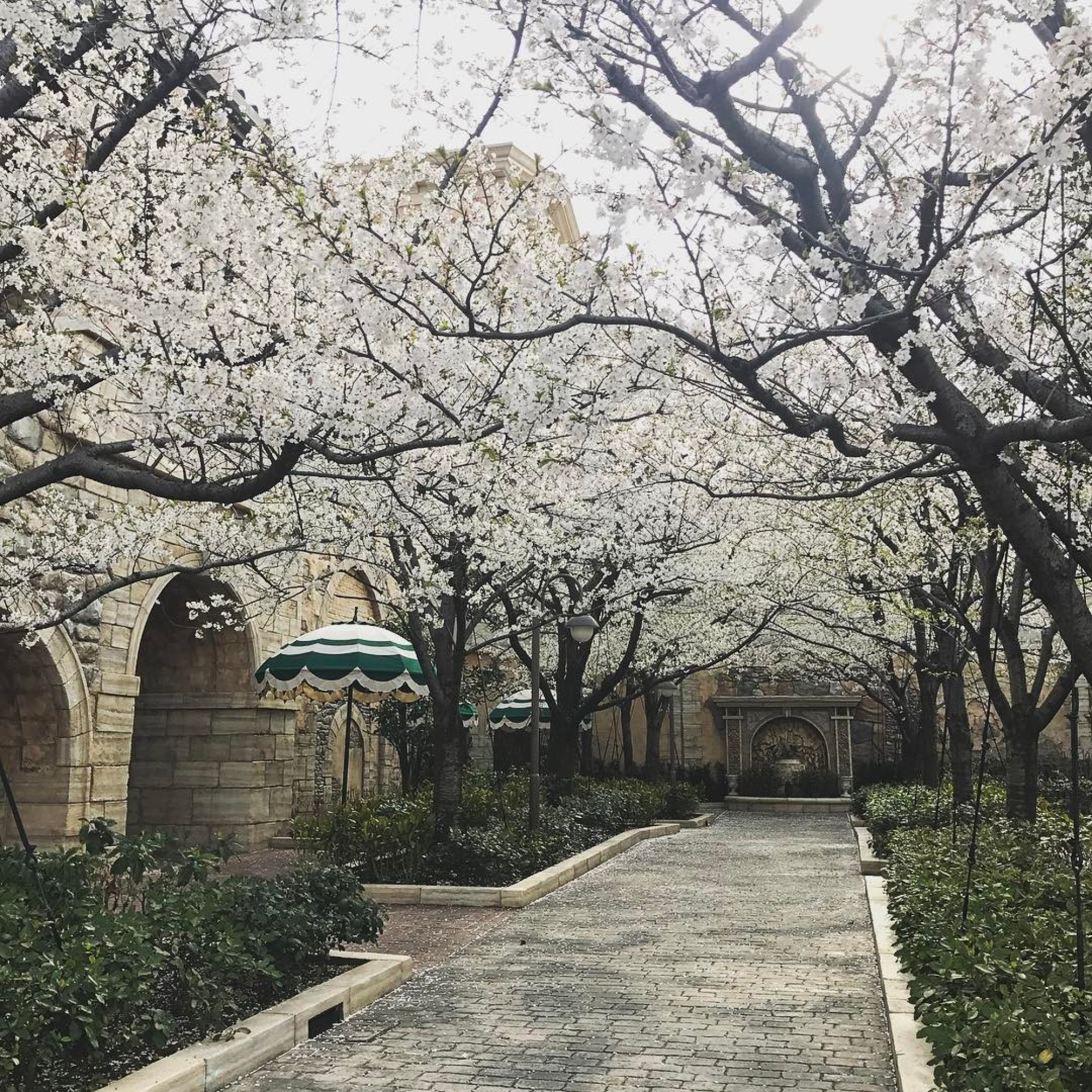 桜がきれいなピクニックエリア キャステル Castel ディズニー情報