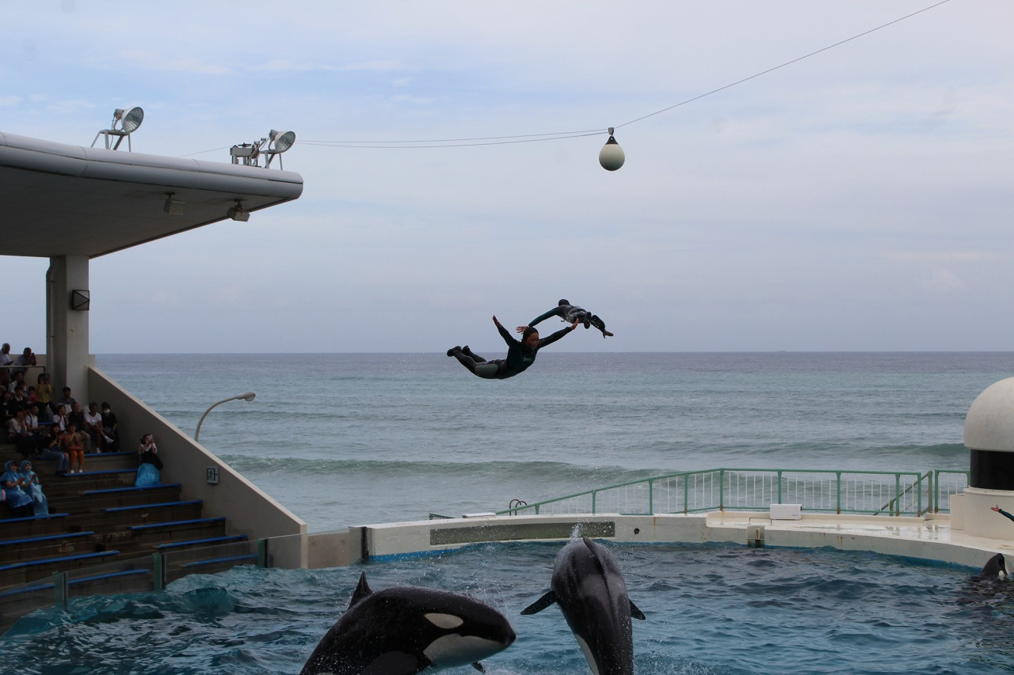 シャチが水中からトレーナーを押し上げて大ジャンプ キャステル Castel ディズニー情報