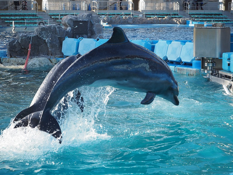 19 名古屋港水族館のチケット料金はいくら 通常料金 夜間料金 周辺施設とのセット料金まとめ