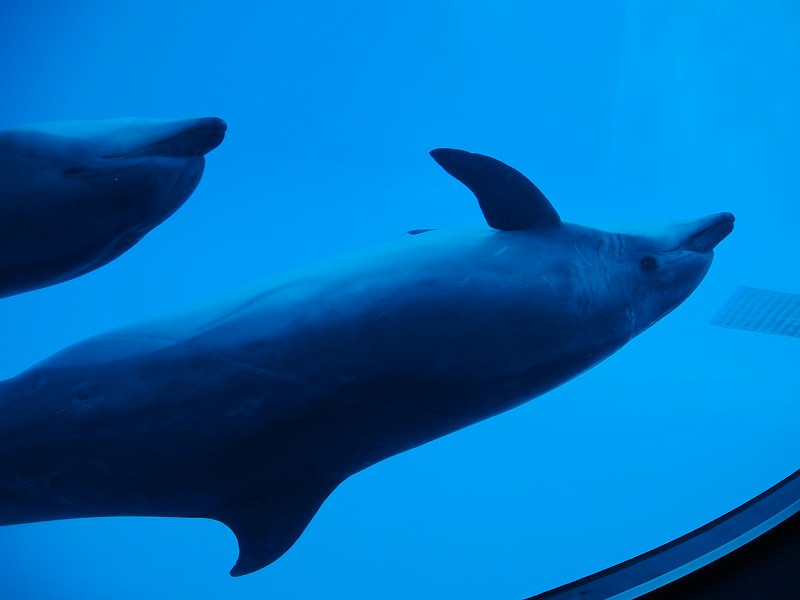 シャチがいる水族館 名古屋港水族館を徹底解説 料金 動物 おすすめのランチまで解説