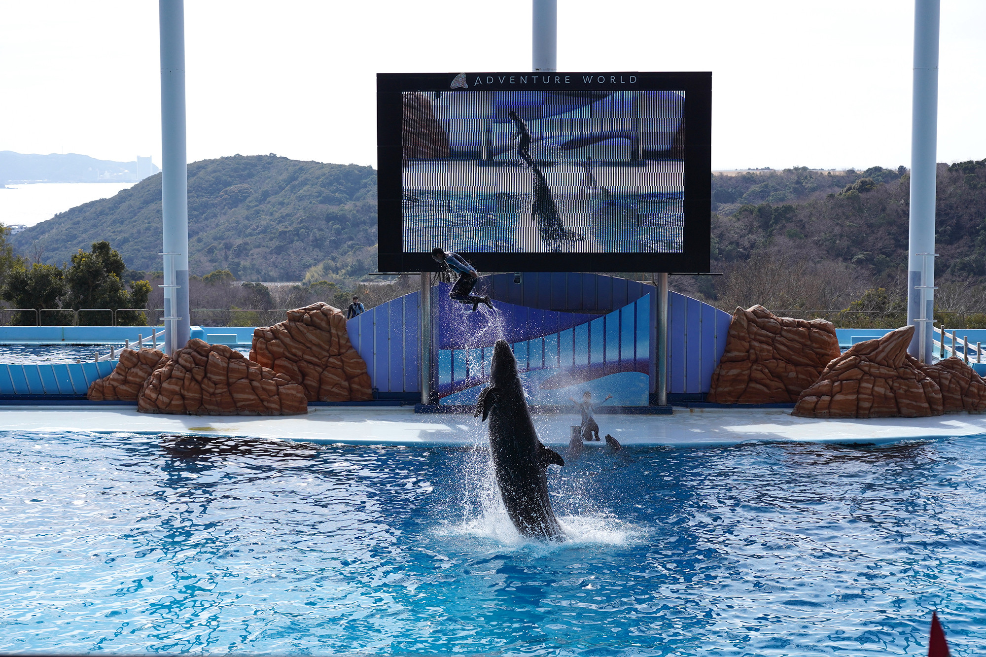 アドベンチャーワールドの料金 割引方法 通常入園料 年間パスポート 割引情報まとめ