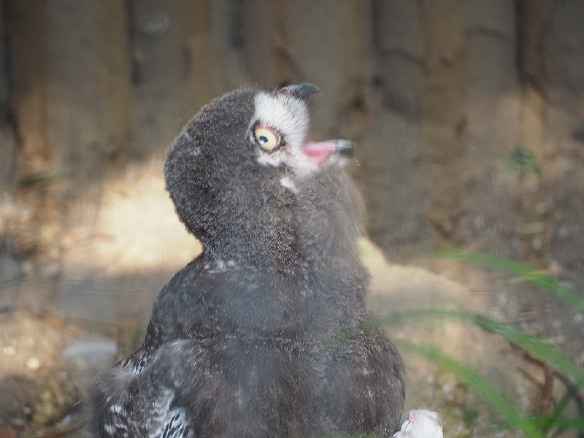 動物園内には可愛い動物がたくさん キャステル Castel ディズニー情報