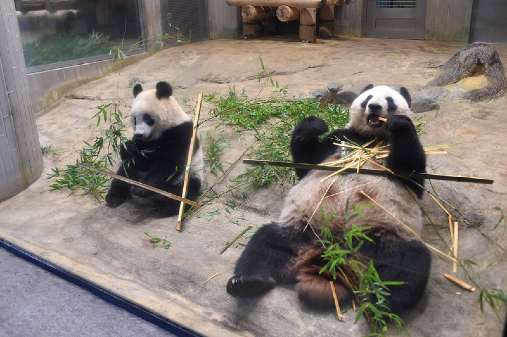 上野動物園のパンダ達 キャステル Castel ディズニー情報