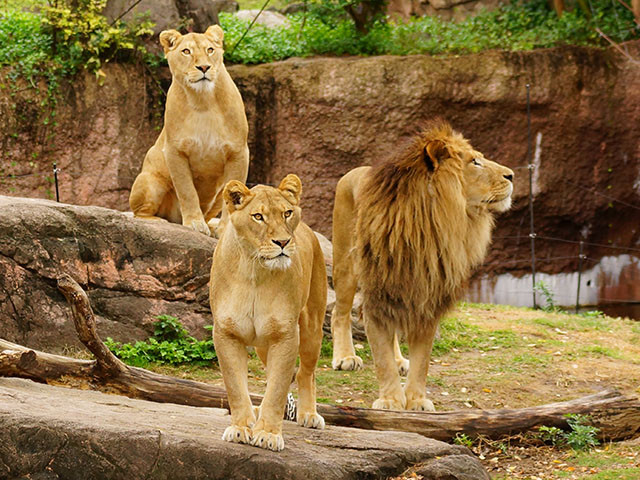 天王寺動物園 料金 入園料金 キャステル Castel ディズニー情報