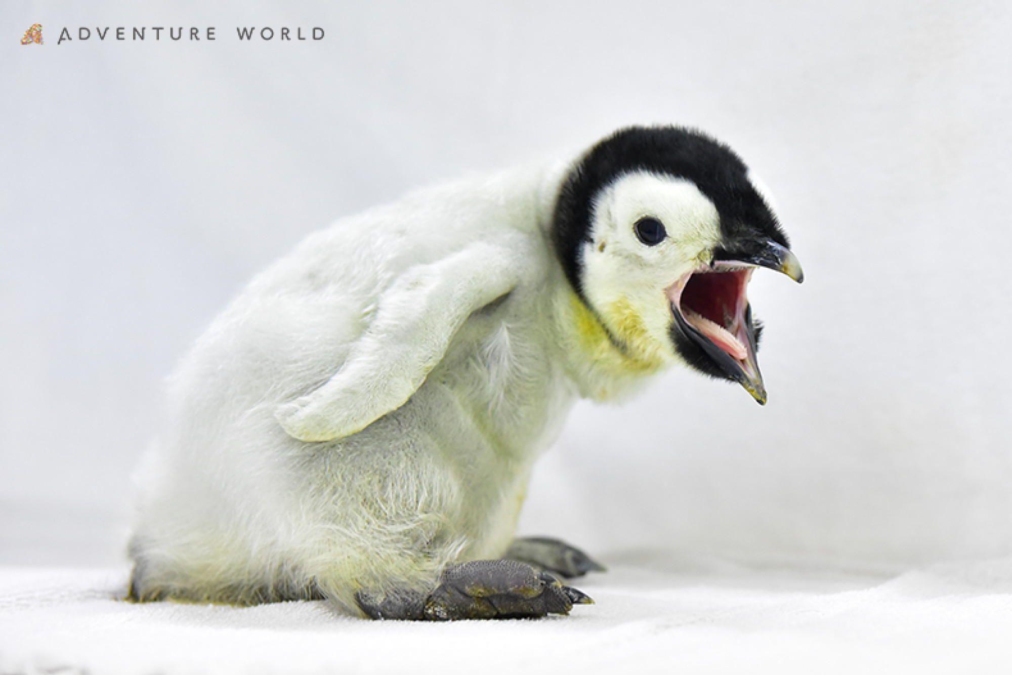 25 ディズニー ペンギン 映画 ディズニー ペンギン 映画