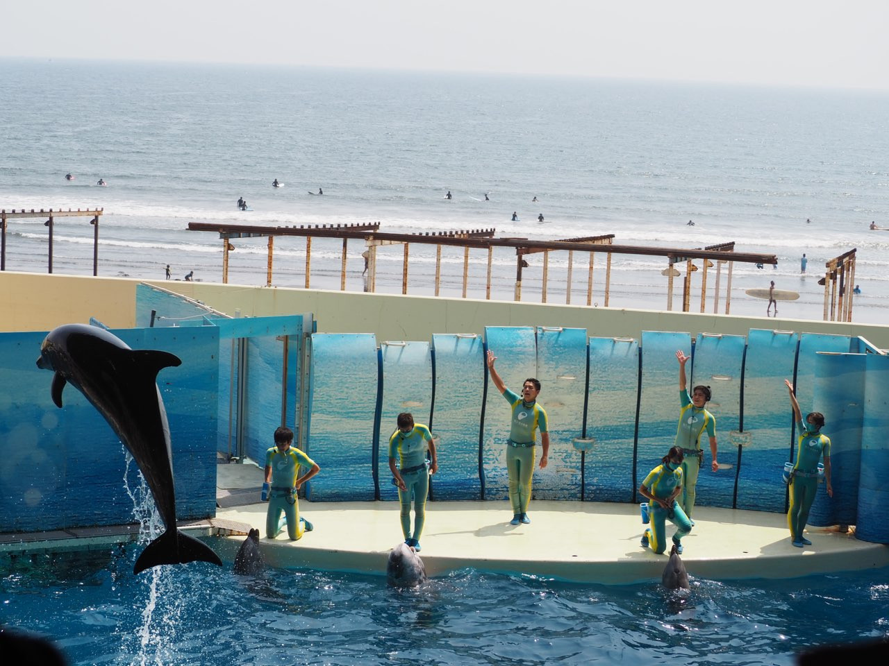 新江ノ島水族館のイルカショーを解説 大ジャンプが迫力満点 見どころ 混雑 注意点まとめ