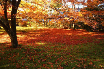 【京都】紅葉のおすすめスポット&見頃の時期まとめ！美しい紅葉と街並みのコントラストが最高♪