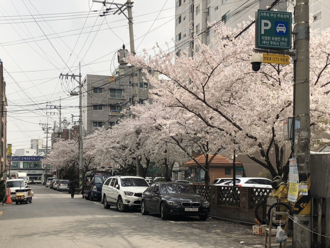 韓国 4月の気温とおすすめの服装まとめ 春におすすめの観光スポットや 旅行の注意点も