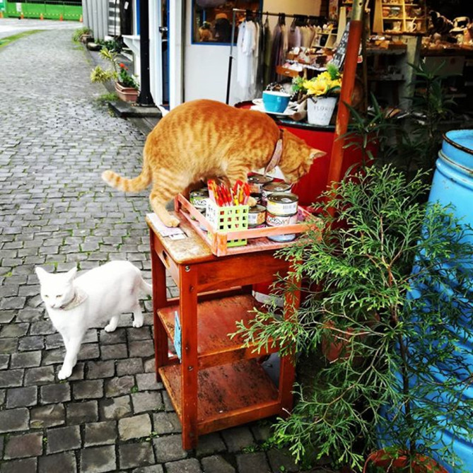 台湾 ネコだらけと話題の 猫村 を紹介 アクセスや雑貨屋 おすすめカフェ情報も