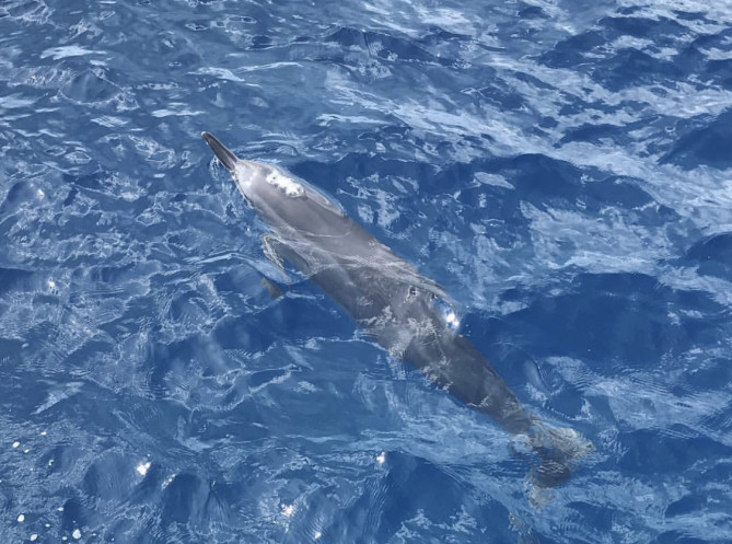 イルカウォッチング