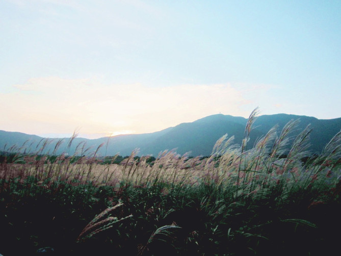 仙石原すすき草原