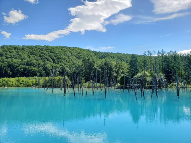 美瑛町の青い池