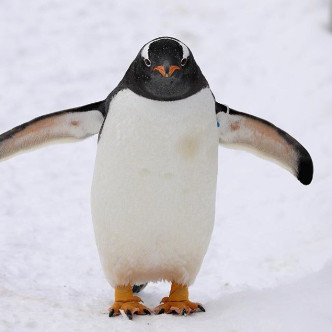 旭山動物園のペンギン