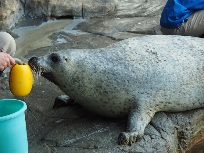 しながわ水族館にはカワイイ動物がいっぱい!