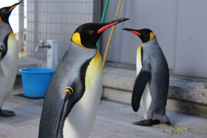 世界一 長崎ペンギン水族館の体験レポ チケット料金 アクセス ランチ お土産 見どころを紹介