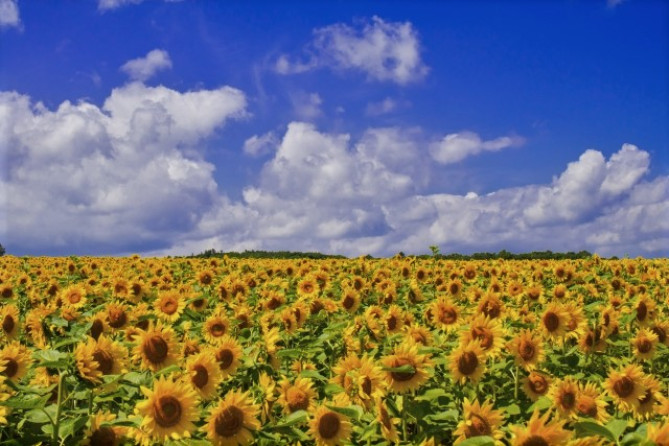 北竜町ひまわりの里