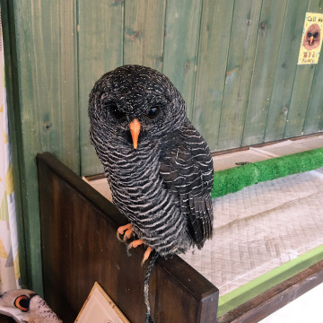 【原宿】大人気のフクロウカフェ4選！触れ合いのルールやフクロウの癒しの魅力をご紹介♪