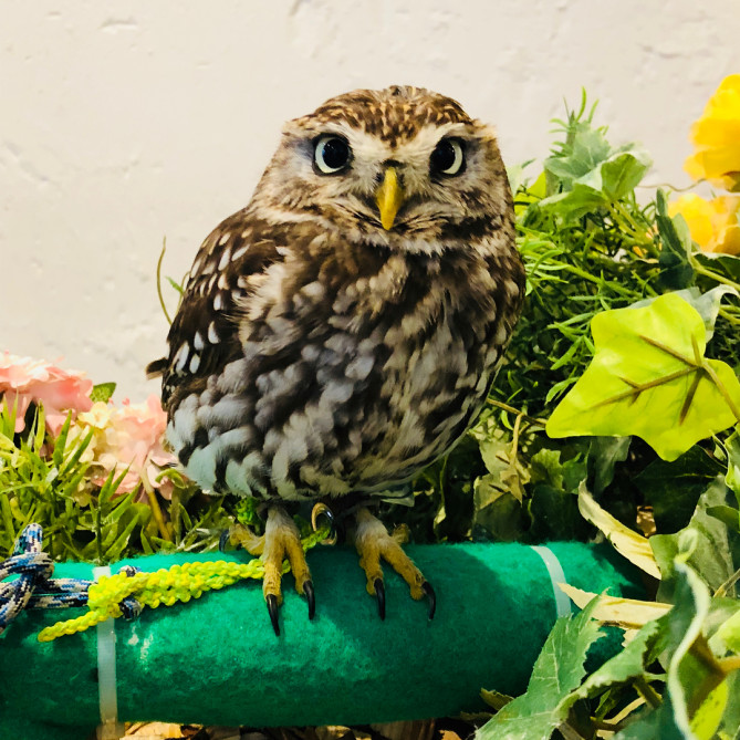 こっちをみるフクロウ