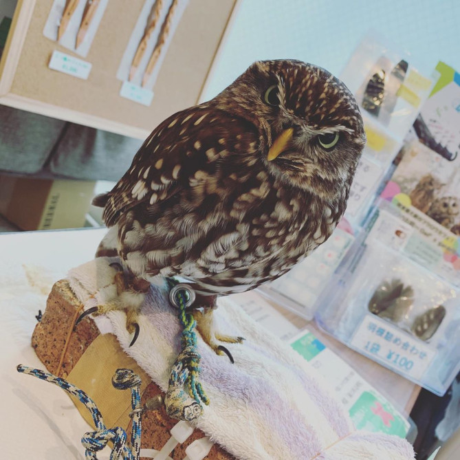 フクロウのお庭〜Owl'S garden〜 原宿店
