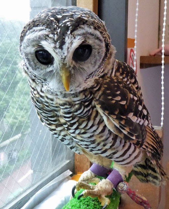 ふくろうの里 原宿店