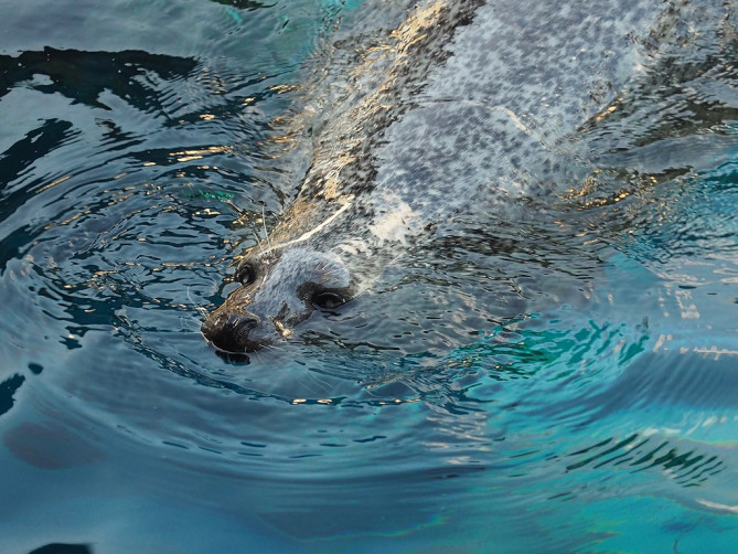 運が良いとプールから顔を出す動物たちが見えますよ