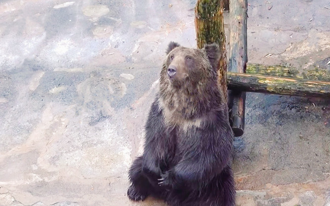 のぼりべつクマ牧場のオスヒグマ