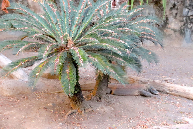 コモドドラゴン