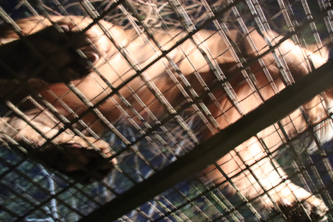 トラが真上に…！！