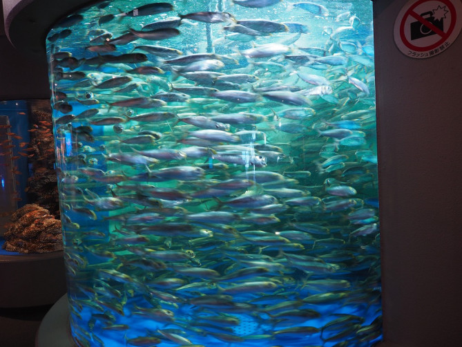 海面エリアにあるマイワシの展示