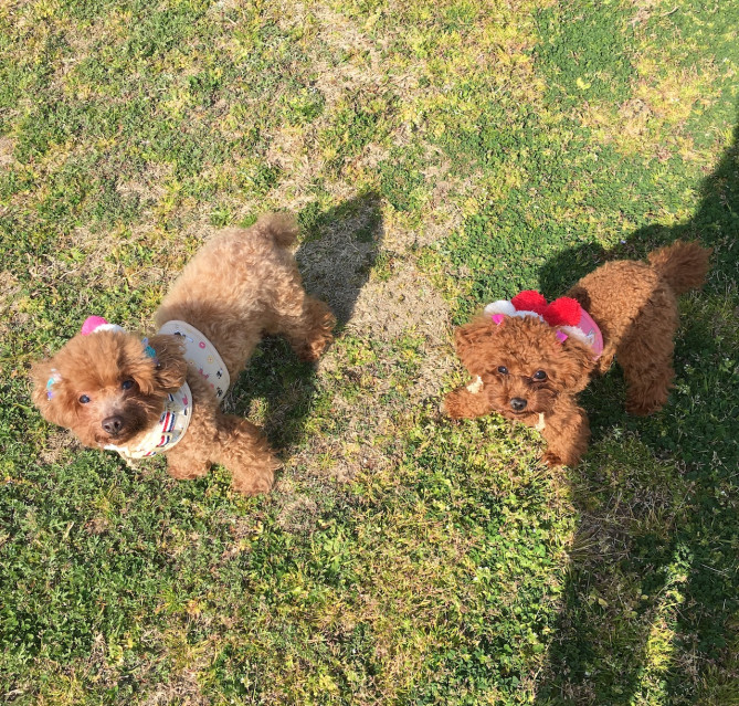 ペットも一緒に楽しめる