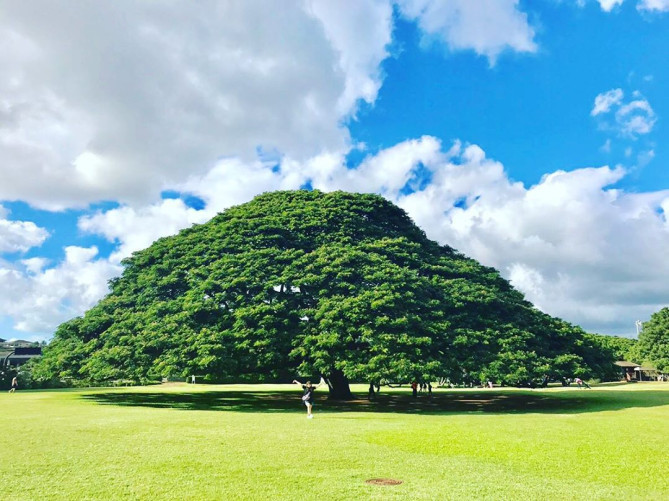 モアナルア・ガーデン