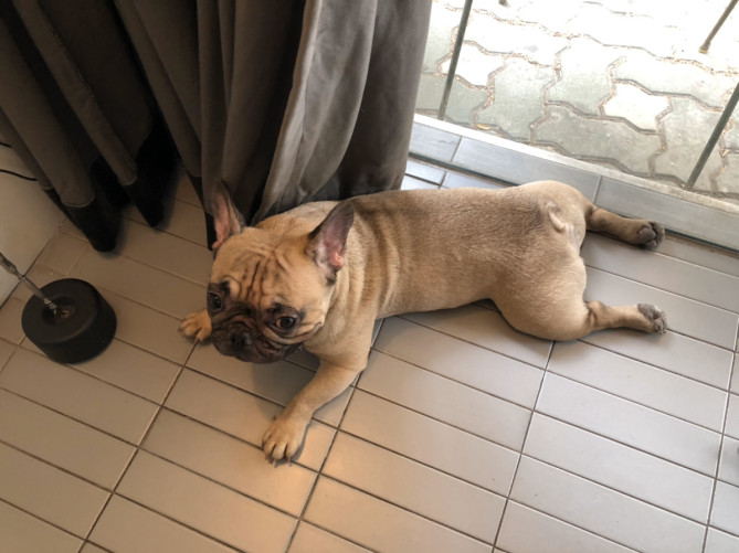 カフェの看板犬「Mr.Bean」