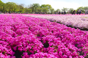 【秩父】芝桜の見頃は4月下旬がピーク！2020年の開催期間、混雑状況、アクセスも！