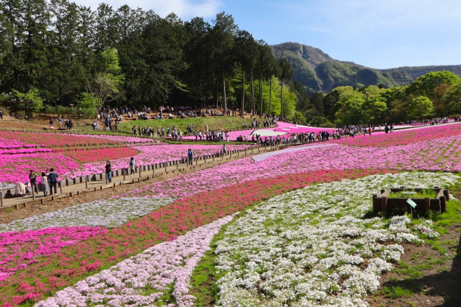 羊山公園「芝桜の丘」