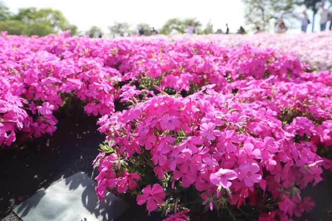 秩父「芝桜の丘」の芝桜
