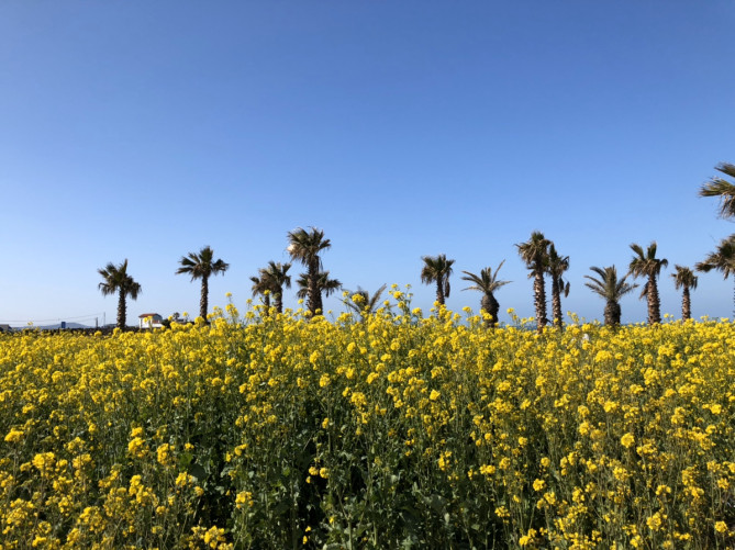 チェジュ島の菜の花畑