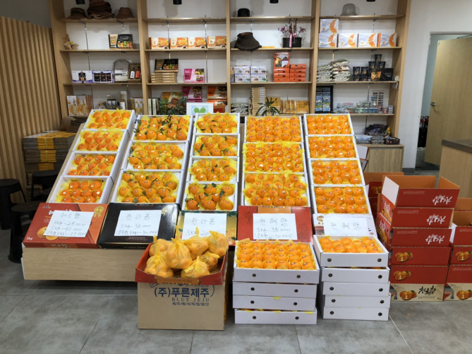 済州島のみかん
