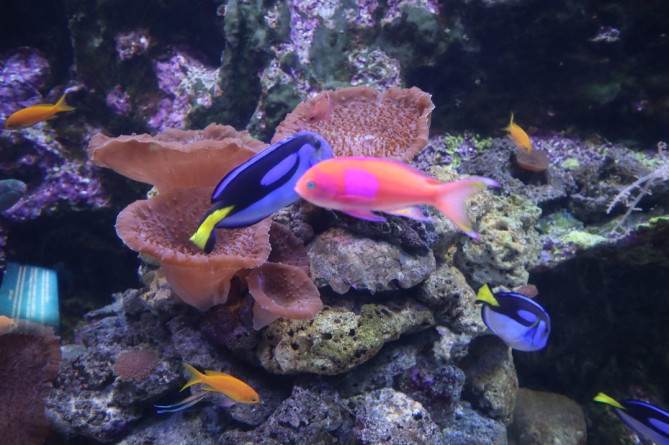 アンダーウォーターワールド：熱帯魚