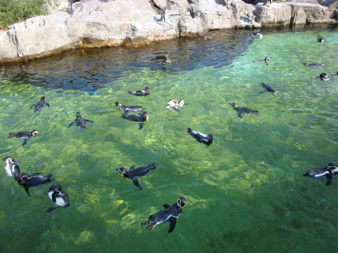 最新 葛西臨海公園内の水族館まるわかりガイド 葛西臨海水族園の入園料やアクセス情報まとめ