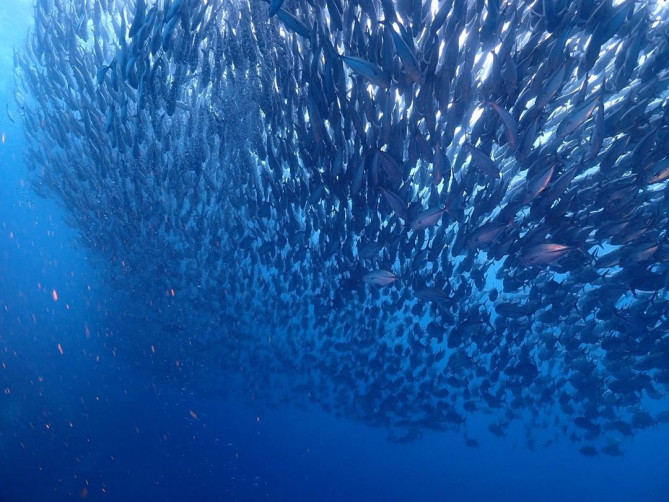 モアルボアル：イワシトルネード