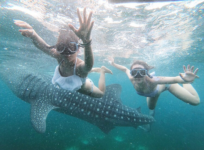 オスロブ：ジンベイザメウォッチング