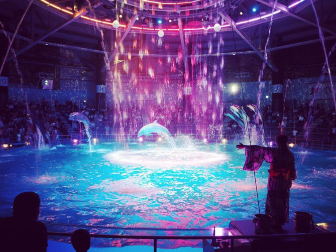 アクアパーク品川　ドルフィンショー