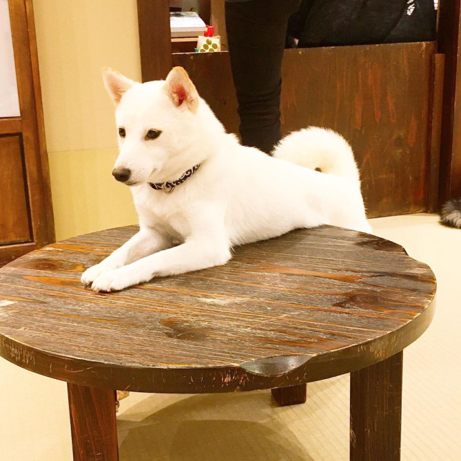 豆柴カフェ原宿　白柴犬