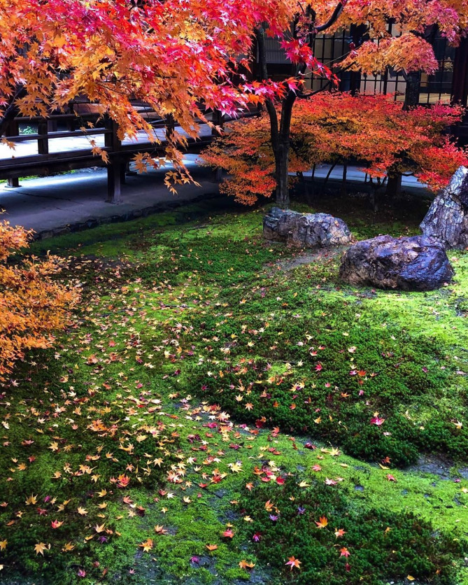 決定版 京都の美しい庭園おすすめ15選 心に残る風景と癒しの時間を堪能しよう