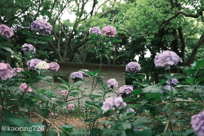 代々木公園の紫陽花