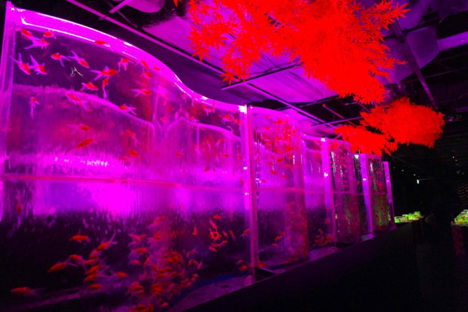 アートアクアリウム美術館 GINZAの魅力